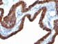  Cytokeratin 7 (KRT7) (Glandular and Transitional Epithelial Marker) Antibody - With BSA and Azide