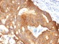  Cytokeratin 8 (KRT8) Antibody - With BSA and Azide