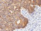  Cytokeratin 8 (KRT8) Antibody - With BSA and Azide