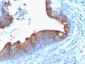  Cytokeratin 8 (KRT8) Antibody - With BSA and Azide