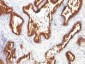  Cytokeratin 18 (KRT18) Antibody - With BSA and Azide
