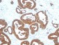  Cytokeratin 18 (KRT18) Antibody - With BSA and Azide