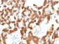  Cytokeratin 18 (KRT18) Antibody - With BSA and Azide