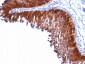  Cytokeratin 18 (KRT18) Antibody - With BSA and Azide