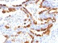  Cytokeratin 18 (KRT18) Antibody - With BSA and Azide