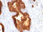  Cytokeratin 18 (KRT18) Antibody - With BSA and Azide