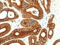  Cytokeratin 18 (KRT18) Antibody - With BSA and Azide