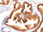  Cytokeratin 18 (KRT18) Antibody - With BSA and Azide