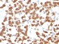  Cytokeratin 18 (KRT18) Antibody - With BSA and Azide