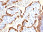  Cytokeratin 18 (KRT18) Antibody - With BSA and Azide