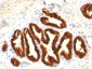  Cytokeratin 18 (KRT18) Antibody - With BSA and Azide