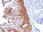  Cytokeratin 18 (KRT18) Antibody - With BSA and Azide