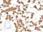  Cytokeratin 18 (KRT18) Antibody - With BSA and Azide