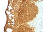  Cytokeratin 19 (KRT19) (Pancreatic Stem Cell Marker) Antibody - With BSA and Azide