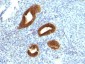  Cytokeratin 19 (KRT19) (Pancreatic Stem Cell Marker) Antibody - With BSA and Azide