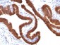  Cytokeratin 19 (KRT19) (Pancreatic Stem Cell Marker) Antibody - With BSA and Azide