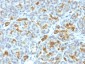  Cytokeratin 19 (KRT19) (Pancreatic Stem Cell Marker) Antibody - With BSA and Azide