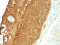  Cytokeratin 19 (KRT19) (Pancreatic Stem Cell Marker) Antibody - With BSA and Azide