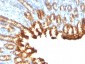  Cytokeratin 19 (KRT19) (Pancreatic Stem Cell Marker) Antibody - With BSA and Azide