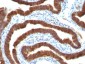  Cytokeratin 19 (KRT19) (Pancreatic Stem Cell Marker) Antibody - With BSA and Azide