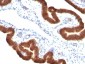  Cytokeratin 19 (KRT19) (Pancreatic Stem Cell Marker) Antibody - With BSA and Azide