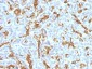  Cytokeratin 19 (KRT19) (Pancreatic Stem Cell Marker) Antibody - With BSA and Azide