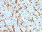  Cytokeratin 19 (KRT19) (Pancreatic Stem Cell Marker) Antibody - With BSA and Azide