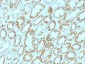  Laminin, gamma 1 (LAMC1) Antibody - With BSA and Azide