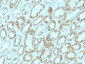  Laminin, gamma 1 (LAMC1) Antibody - With BSA and Azide