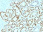  Laminin, gamma 1 (LAMC1) Antibody - With BSA and Azide