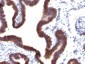  Ep-CAM / CD326 (Epithelial Marker) Antibody - With BSA and Azide