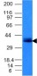  Ep-CAM / CD326 (Epithelial Marker) Antibody - With BSA and Azide