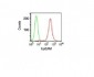  Ep-CAM / CD326 (Epithelial Marker) Antibody