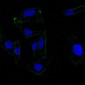  Ep-CAM / CD326 (Epithelial Marker) Antibody - With BSA and Azide