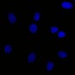  Ep-CAM / CD326 (Epithelial Marker) Antibody - With BSA and Azide