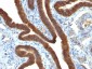  Ep-CAM / CD326 (Epithelial Marker) Antibody - With BSA and Azide