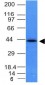  Ep-CAM / CD326 (Epithelial Marker) Antibody - With BSA and Azide