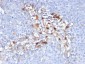  MUC18 / CD146 / MCAM (Melanoma Cell Adhesion Molecule) Antibody - With BSA and Azide