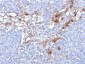  MUC18 / CD146 / MCAM (Melanoma Cell Adhesion Molecule) Antibody - With BSA and Azide