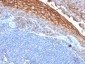  MUC18 / CD146 / MCAM (Melanoma Cell Adhesion Molecule) Antibody - With BSA and Azide