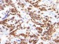  Milk Fat Globule (Breast Epithelial Marker) Antibody - With BSA and Azide