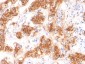  Milk Fat Globule (Breast Epithelial Marker) Antibody - With BSA and Azide