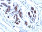  Milk Fat Globule (Breast Epithelial Marker) Antibody - With BSA and Azide