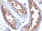  CD99 / MIC2 (Ewing's Sarcoma Marker) Antibody - With BSA and Azide