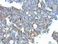  CD99 / MIC2 (Ewing's Sarcoma Marker) Antibody - With BSA and Azide