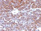  Moesin Antibody - With BSA and Azide