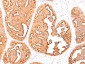  MUC1 / EMA / CD227 (Epithelial Marker) Antibody - With BSA and Azide