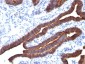  MUC1 / EMA / CD227 (Epithelial Marker) Antibody - With BSA and Azide