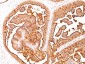  MUC1 / EMA / CD227 (Epithelial Marker) Antibody - With BSA and Azide