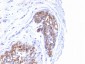  MUC1 / EMA / CD227 (Epithelial Marker) Antibody - With BSA and Azide